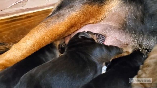 Bloodhound Puppies!!!! смотреть онлайн