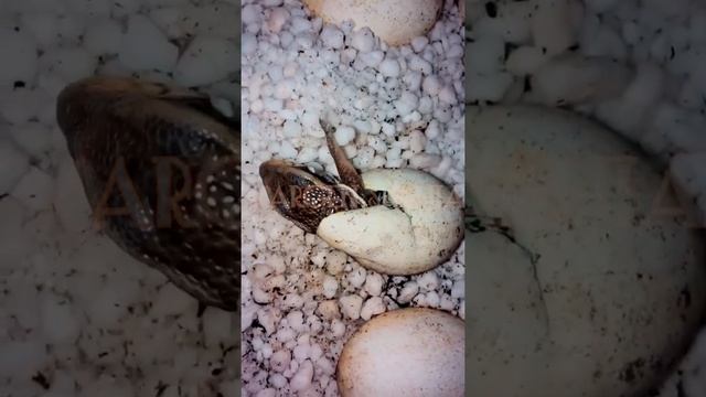 Baby lizard peeks out of egg смотреть онлайн