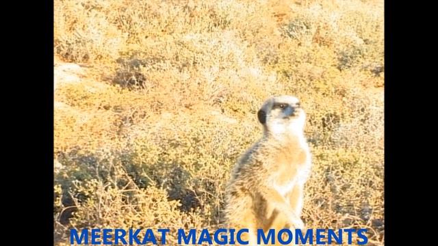 MEERKAT VS ANNOYING FLY ☆ ADOPT WILD MEERKATS ☆ MEERKAT CONSERVATION SINCE 1993 WWW.MEERKATMAGIC.CO смотреть онлайн