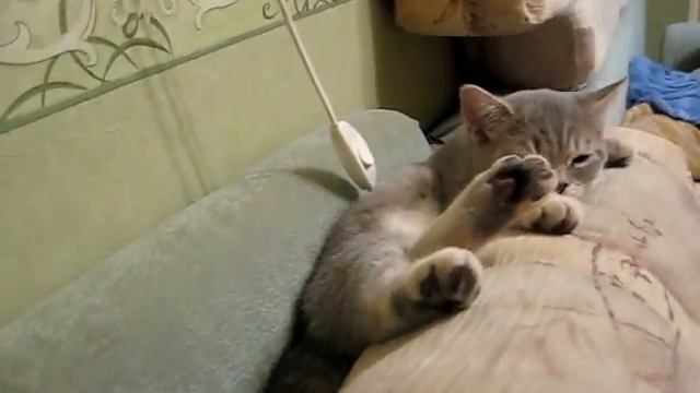 Котенок спит :) смотреть онлайн