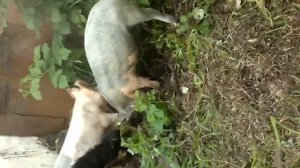 собака натягивает свиней умора