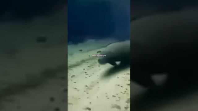 #капибара #мем #мемы #животные #shorts #рекомендации #красивые #милашка #животное смотреть онлайн