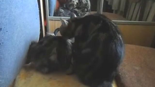 Мои котята-бобтейлята. Четыре месяца.Мама, кушать хочу! смотреть онлайн