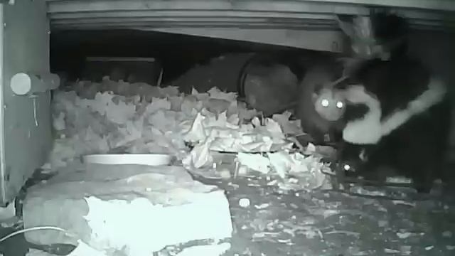 SCUFFLE Opossum vs. Skunk 11-06-2014 смотреть онлайн