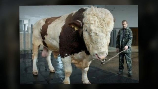 Тот, кто шортит сбербанк смотреть онлайн