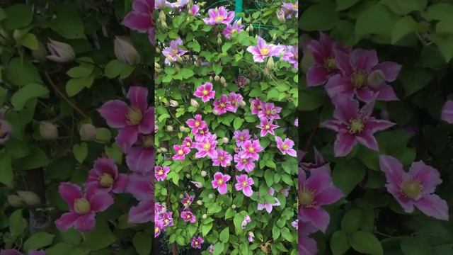 Красиво цветёт клематис 12.06.2023 смотреть онлайн
