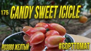 175 Леденец сладкая сосулька розово желтый, Видеообзор экзотических томатов. Сорттомат