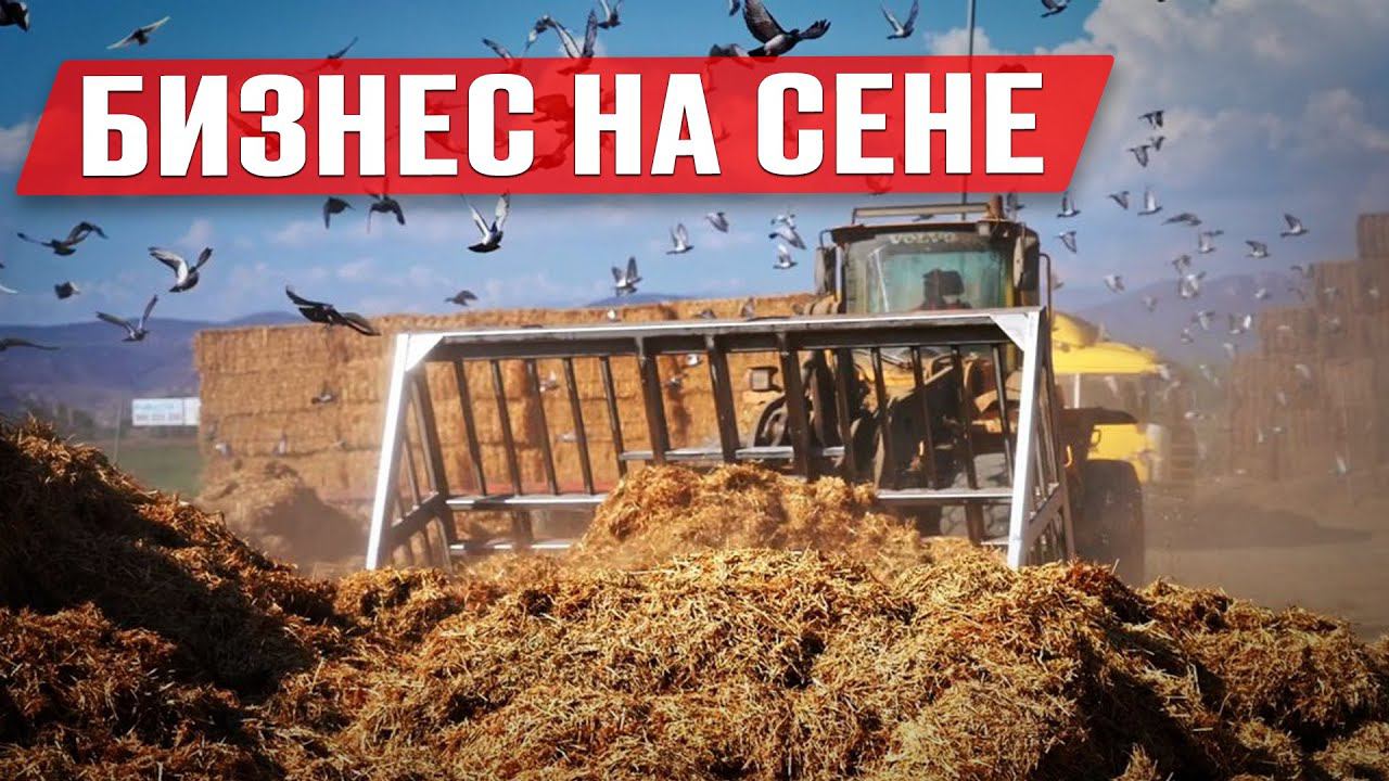 Как зарабатывать на люцерне в России | Бизнес на люцерне | Кормопроизводство | Бизнес идея смотреть онлайн