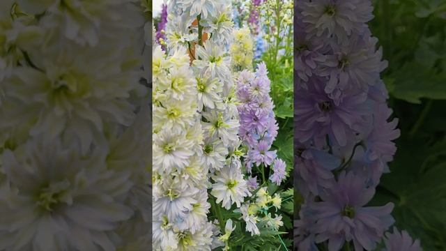 Махровый лавандово-голубой с зеленью дельфиниум смотреть онлайн