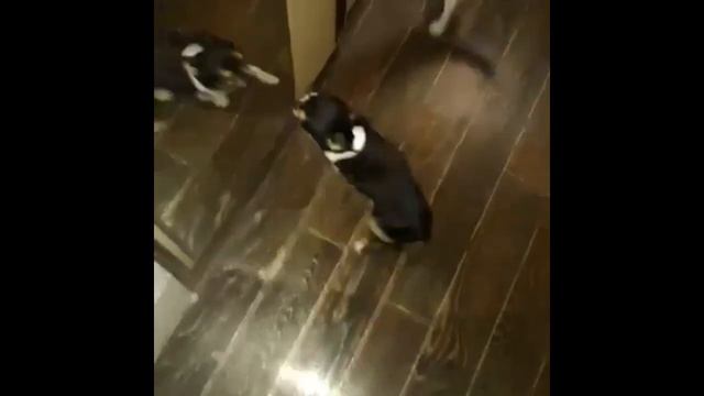 Айфон самый милый и очень красивый чихуахуа !! смотреть онлайн