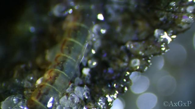 Длинный-длинный червяк (под микроскопом) смотреть онлайн