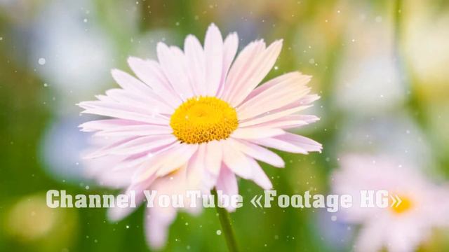 Butterfly 4, 5, 6 (18) Transition ProShow Producer (Example / Sample) смотреть онлайн