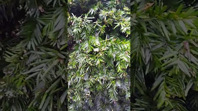 Taxus care смотреть онлайн