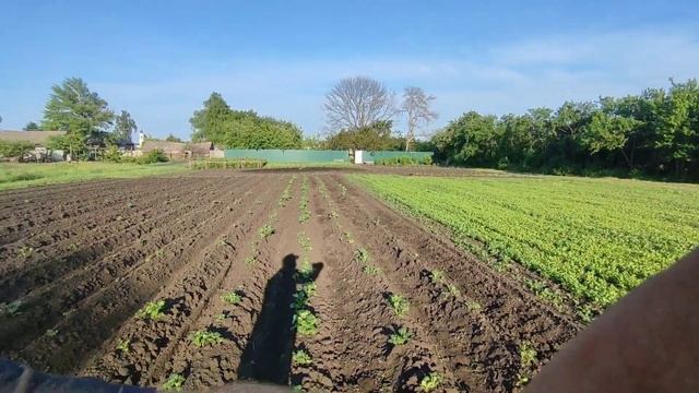 КОЛОРАДСКИЙ ЖУК дохнет НА ЛЕТУ!!! смотреть онлайн