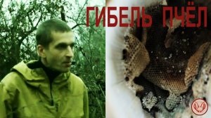 Пчёлы погибли в ловушке. Оборвались соты. В ловушке не были установлены потолочные рейки. Подкрышник