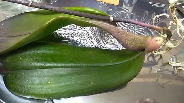 Фузариоз на Орхидее. Борьба за жизнь. смотреть онлайн