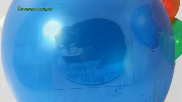 Смешные кошки . День рождения кота ! смотреть онлайн