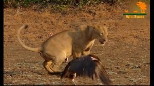 Wild Fauna / Львиная страна прайдов /Lion Country: Night and Day / Часть 2