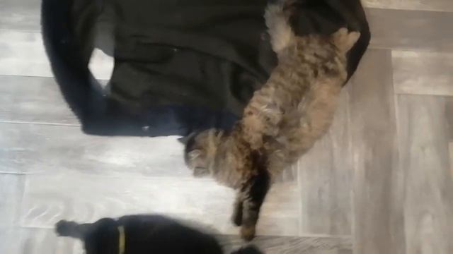 26.02.2024.Почему важно быть в позитиве!Ютуб канал:Владимир Стороженко.+79241232444 смотреть онлайн