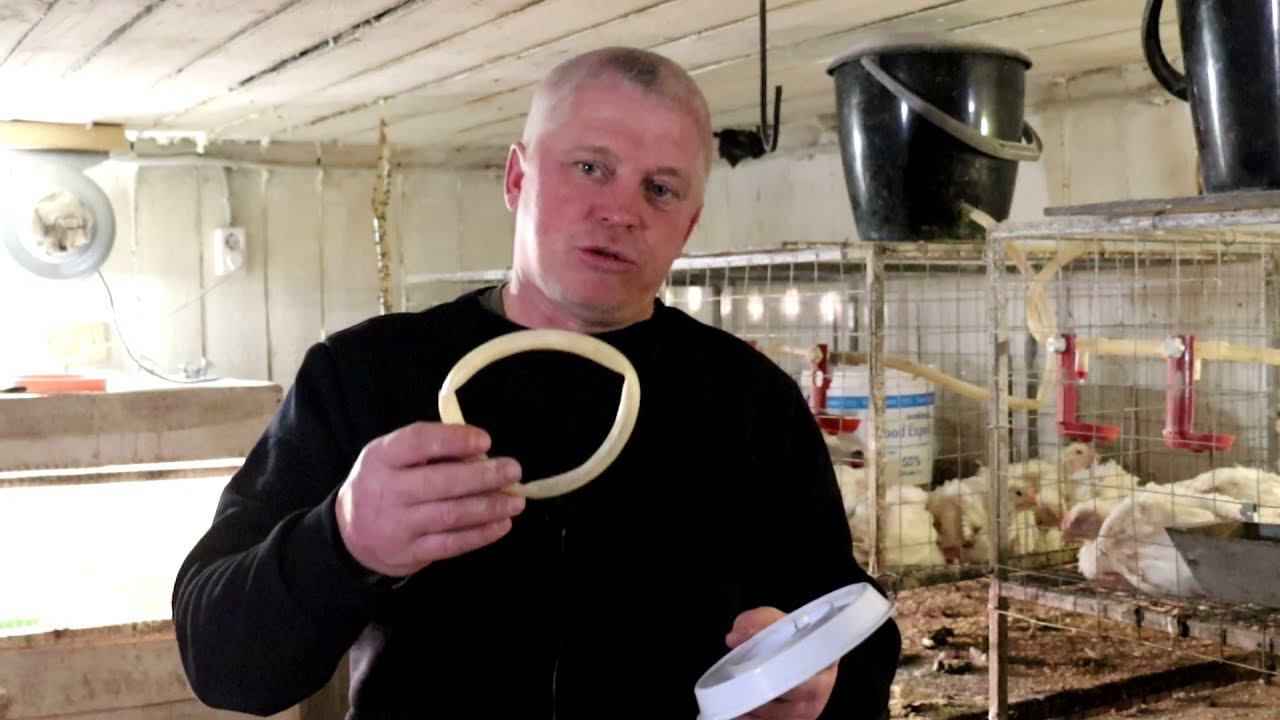 Брудер для перепелов Какие варианты можно сделать? смотреть онлайн