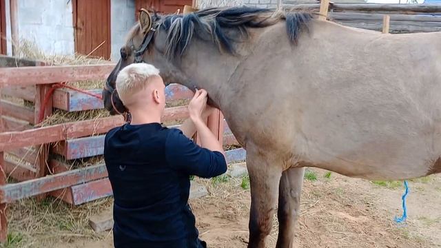 подготовка к кастрации жеребца смотреть онлайн