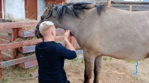 подготовка к кастрации жеребца