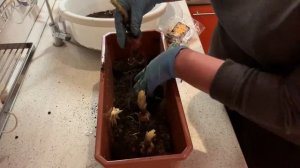 Что делать с луковицами лилии после покупки