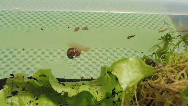 РАСТИМ УЛИТОК АХАТИН - НА 4 РАЗНЫХ ВИДАХ ГРУНТА - 13.11.2018 ( ПИТОМНИК "МАРИ МИСТИК" ) смотреть онлайн