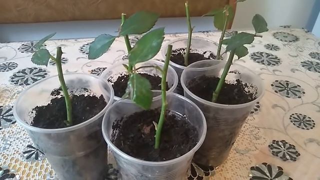 ЧЕРЕНКИ РОЗ. ОШИБКИ В ЧЕРЕНКОВАНИИ .ПОЧЕМУ ЧЕРНЕЮТ? смотреть онлайн