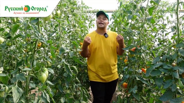 СУПЕР СОРТ - ОРАНЖЕВЫЙ СЛОН МИНУСИНСКИЙ. Это чудо чудесное ускорит созревание томатов.