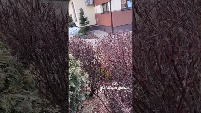 Туя ДАНИКА. Стричь или нет⁉️⁉️ смотреть онлайн