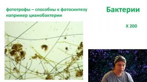 Занятие "В мире микробов" (о бактериях и вирусах) (теоретическая часть)