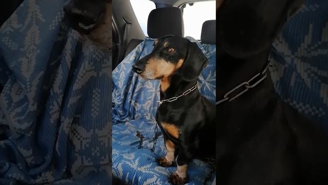 ДОМОЙ ЕДЕТ ТАКСА БАКСИК И ТУЗИК ПОСТАВЬТЕ ЛАИК смотреть онлайн