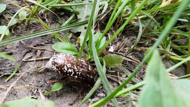 Хрущ мармуровий.Хрущ гігант.Як пищать хрущі. смотреть онлайн