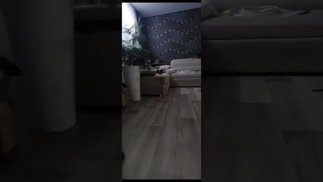 Котик сфинкс смотреть онлайн