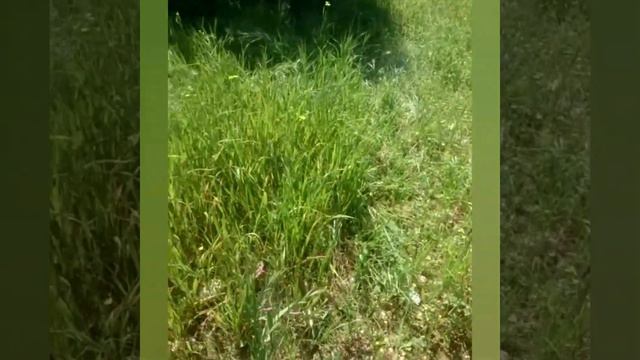 Wild Gladiolus~Join me in the hunt Relaxing Nature смотреть онлайн