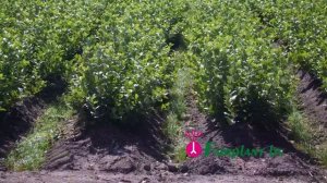 Технология размножения клоновых подвоев (Нидерланды)