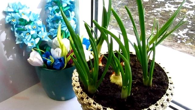 Чем опасен зеленый лук на подоконнике. смотреть онлайн