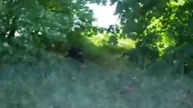 Бимка и Мегги