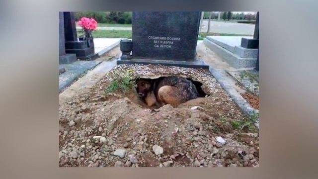 Они думали эта собака оплакивает своего хозяина, пока не увидели, что находится под ней... смотреть онлайн