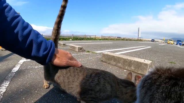 Бродячие котики. Погладь одного и подтянутся другие! Подпишись пожалуйста добрый человек! Поставь👍 смотреть онлайн
