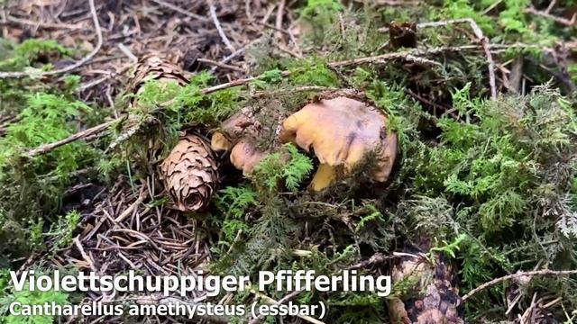 Pfifferlinge wachsen wieder! Speisepilze sammeln ohne Röhrlinge? | Pilze im September | 20.09.2023 смотреть онлайн