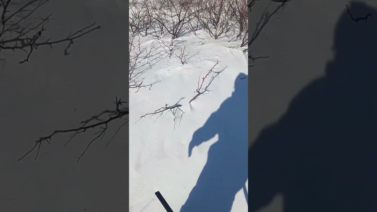 Охота на зайца в загон. Ушастые выбегают с разных сторон. Закрытие 2024г. #охота #охотаназайца смотреть онлайн