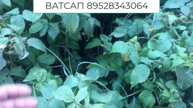 Где купить саженцы малины || Как мы продаем саженцы малины || Где купить саженцы малины смотреть онлайн