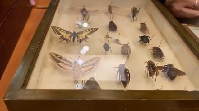 Поговори с биологом Энтомология смотреть онлайн