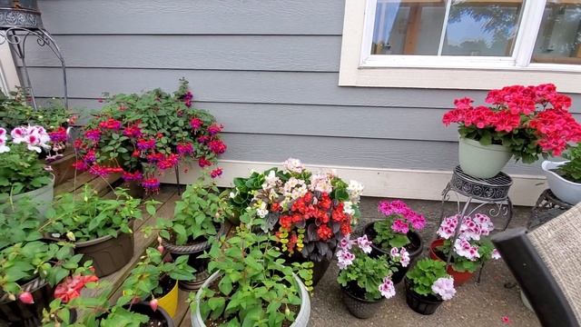 Пеларгонии. Какая разница между королевской и зональной. смотреть онлайн