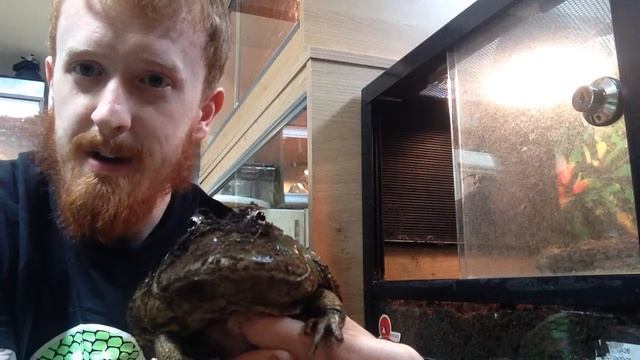 Oli's Zoo - Fantasy Frogs!! смотреть онлайн