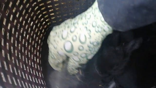 Новый окрол//Вес крольчат Синтии в 13 дней смотреть онлайн