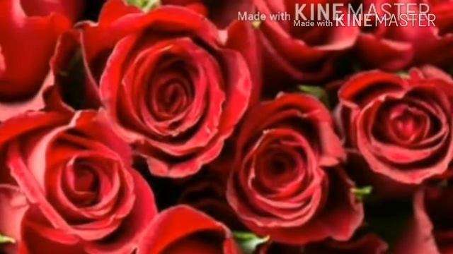 Lal lal gulab no goto gujarati song||gujarati timli||sureshbhai patel смотреть онлайн