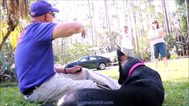 Dog Mentalist ( Robert Kessler ) Promo Video / SEOsouthwestFLORIDA смотреть онлайн